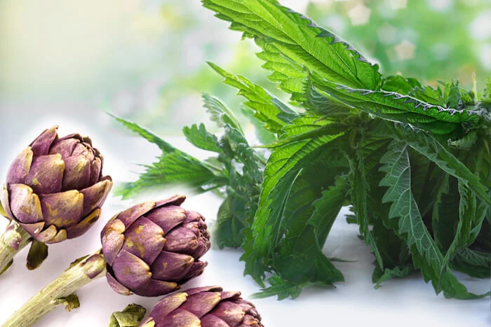 FitLine D-Drink mit den Kräutern Bärlauch und Brennnessel